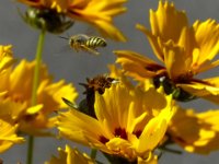 Busy Bee